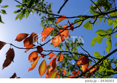 色づく葉 色づく葉 8436003