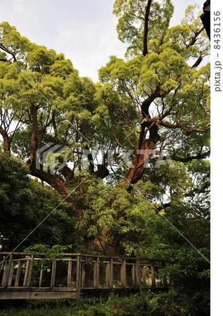 清武の大楠 8436156