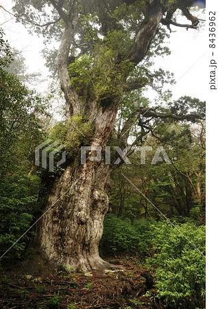 縄文杉 縄文杉 8436962
