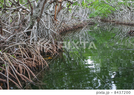 Mangrove plants growing in wetlands in Florida 8437200