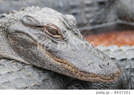 Detail of group of Alligators laying on the sand 8437201