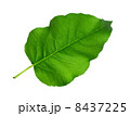 Green Leaf 8437225