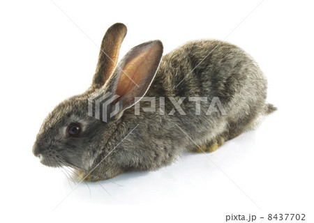 rabbit rabbit 8437702