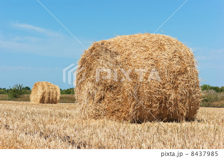 stacks of straw on sloping wheat field 8437985