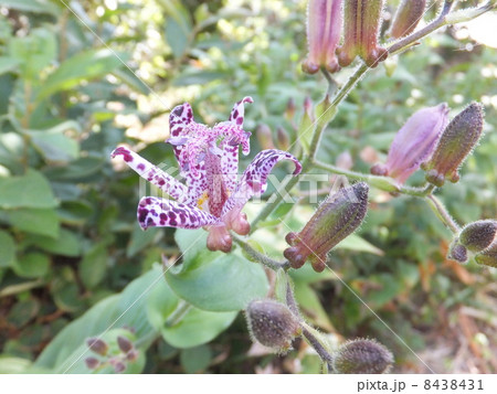 ホトトギス 8438431