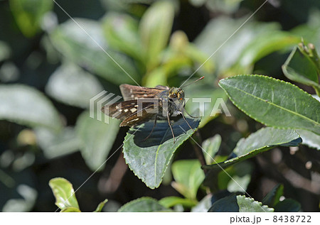 イチモンジセセリ イチモンジセセリ 8438722