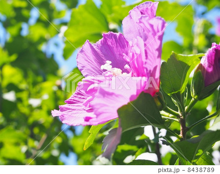 ムクゲ 8438789