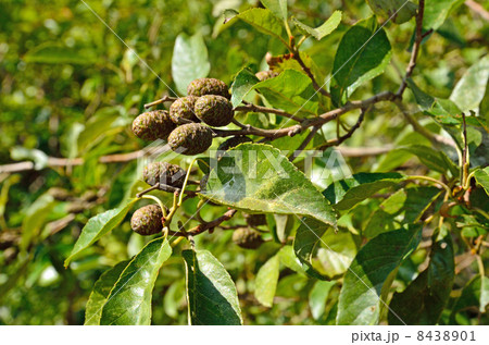 樹木・ハンノキ カバノキ科 樹木・ハンノキ カバノキ科 8438901