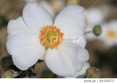 シュウメイギクの花 8438975