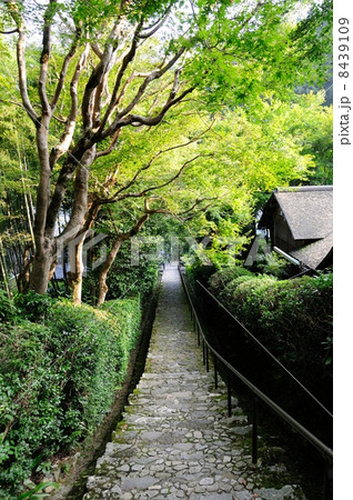 静寂の寂光院 8439109