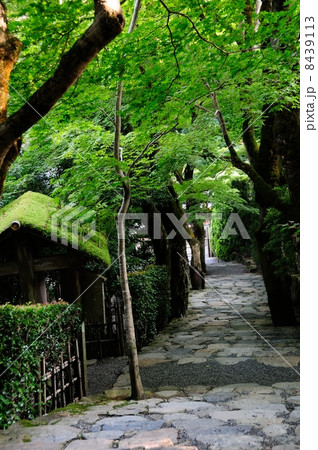静寂の寂光院 8439113