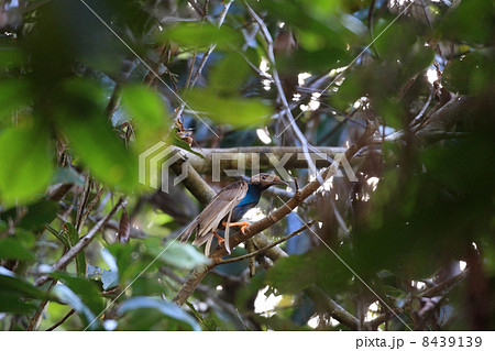 シロハタフウチョウ シロハタフウチョウ 8439139