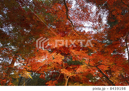 紅葉02 8439198