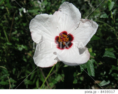 白花の中央が濃い褐色で、小ぶりの花です 8439317