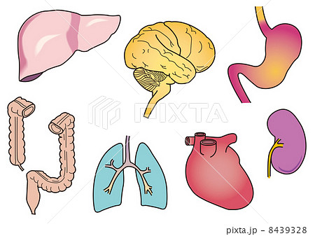 人の各臓器のイラスト素材