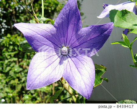 秋の七草の一つで 青紫の星型の花を咲かせますの写真素材