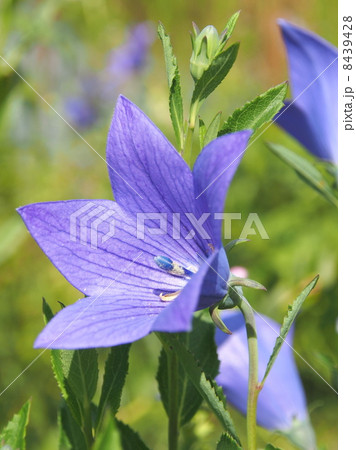 紫の希望 8439428