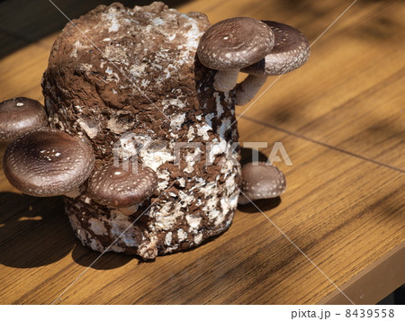 栽培中の椎茸 8439558