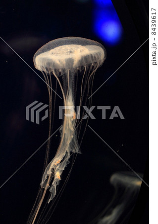 クラゲの1種(Atlantic sea nettle jellyfish) クラゲの1種(Atlantic sea nettle jellyfish) 8439617