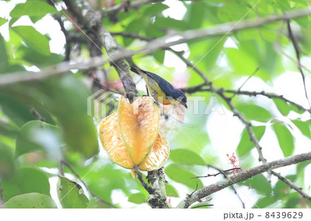 ムネアカハナドリ（Crimson-breasted Flowerpecker） 8439629