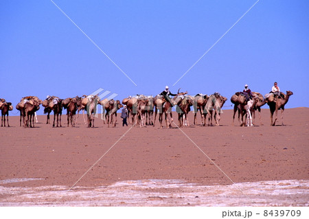 キャラバン キャラバン 8439709