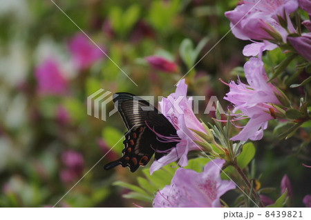 カラスアゲハ 8439821