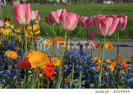 pink tulips and yellow poppies with multicolored garden flowers 8439944