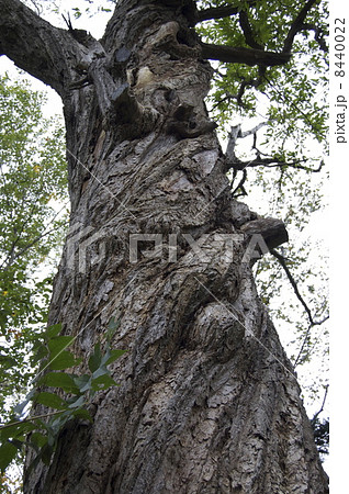 昭和の森のクリ 8440022