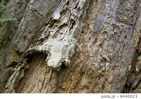 樹齢800年の樹皮 樹齢800年の樹皮 8440023