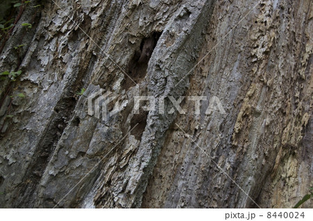 樹齢800年の樹皮 樹齢800年の樹皮 8440024