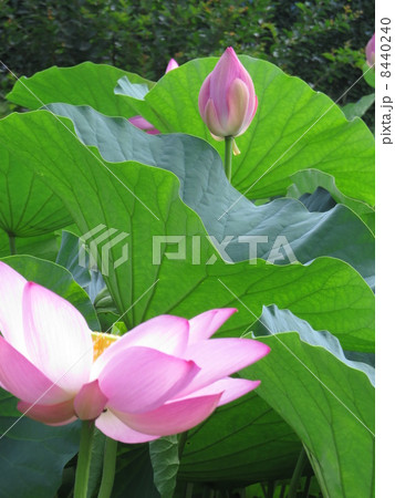 古代蓮の花と葉 8440240