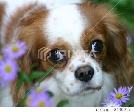 見つめる犬 8440917