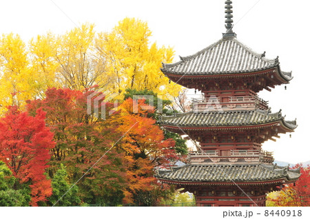 京都 宝積寺の秋 京都 宝積寺の秋 8440918