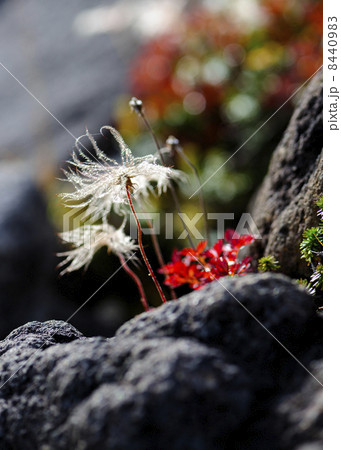 チングルマの穂 8440983