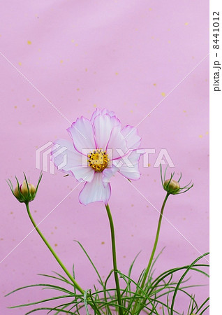 秋イメージ・ピンクの縁どりの白花コスモス（あかつき）の花一輪と蕾・ピンク和紙バック縦位置 8441012