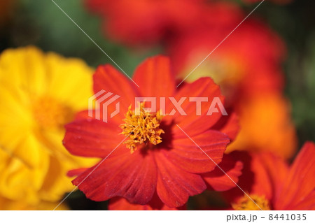 キバナコスモス キバナコスモス 8441035