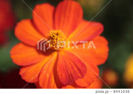 キバナコスモス 8441036