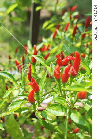 観賞用トウガラシ02 観賞用トウガラシ02 8441314