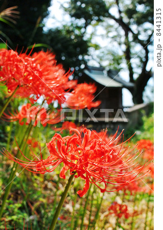 彼岸花と神社の社のある風景03 8441315