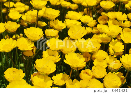 黄色の花の群生 8441421