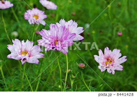 秋イメージ・八重咲きコスモス（ダブルクリック）のピンクの花複数・緑野バック横位置 8441428