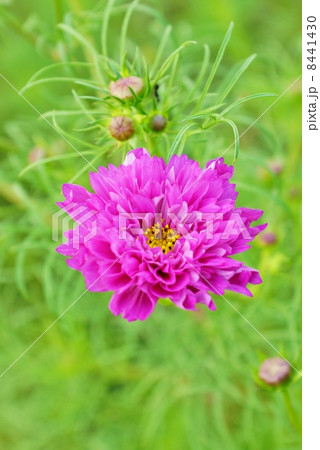 秋イメージ・八重咲きコスモス（ダブルクリック）のピンクの花一輪・緑野バック縦位置 8441430