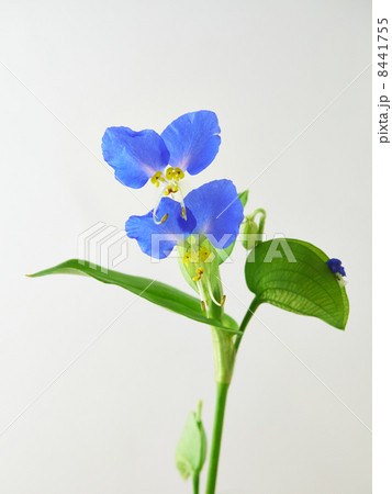 ツユクサ 8441755