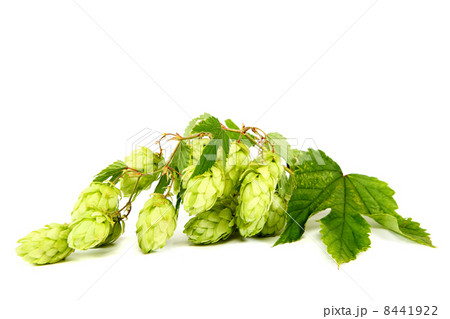 Branch of hops isolated on a white background. Branch of hops isolated on a white background. 8441922