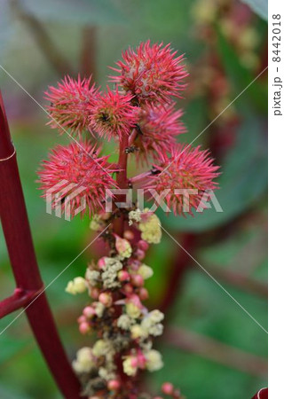 トウゴマ トウゴマ 8442018