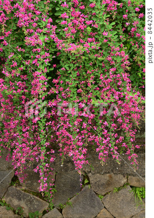 萩の花 8442035