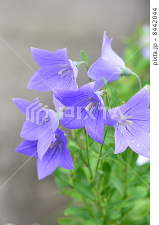 桔梗 8442044