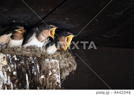 ツバメ 8442048