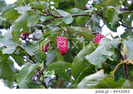 風変りな木の実 ホオノキの赤い大きな果実 横位置の写真素材