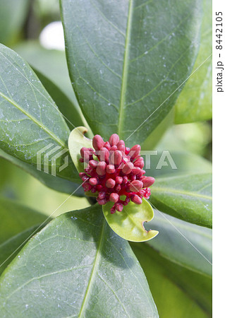 サンタンカのつぼみ 8442105